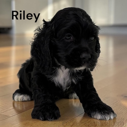 puppy, for, sale, Cocker Spaniel, Joe & Cherri  Overlease, dog, breeder, Miller, MO, dog-breeder, puppy-for-sale, forsale, nearby, find, puppyfind, locator, puppylocator, aca